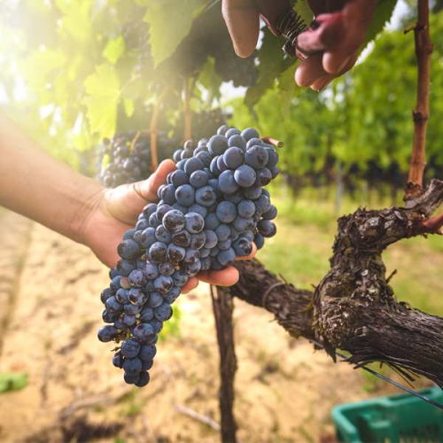 DIPLOMATURA UNIVERSITARIA EN ENOLOGIA Y GESTION DE BODEGAS DIPLOMATURA UNIVERSITARIA EN ENOLOGIA Y GESTION DE BODEGAS